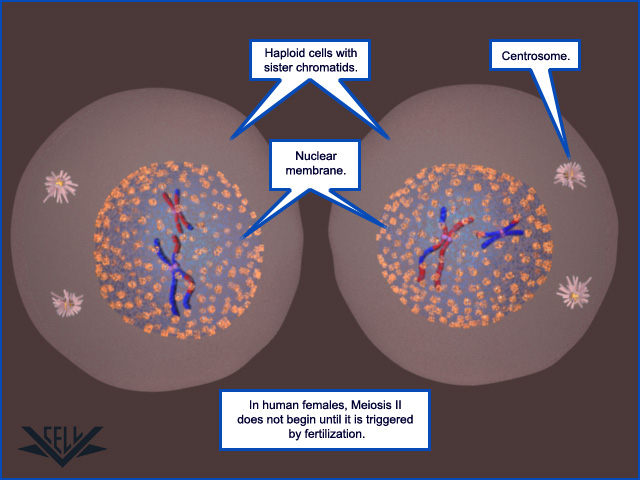 First Stage Of Meiosis