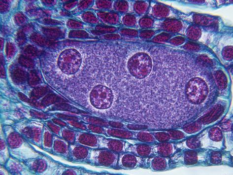 First Stage Of Meiosis