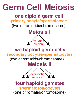 First Stage Of Meiosis