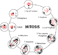 First Stage Of Meiosis