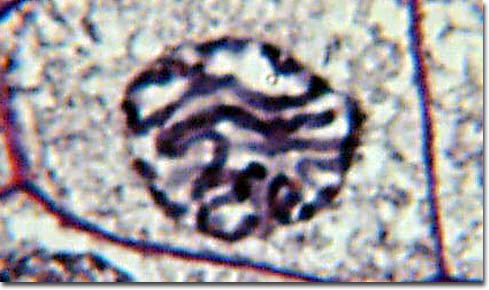 First Stage Of Meiosis