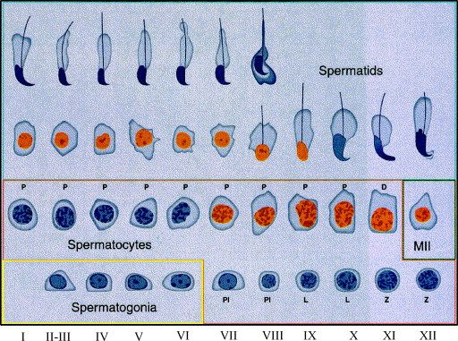 Leptotene Stage Of Meiosis