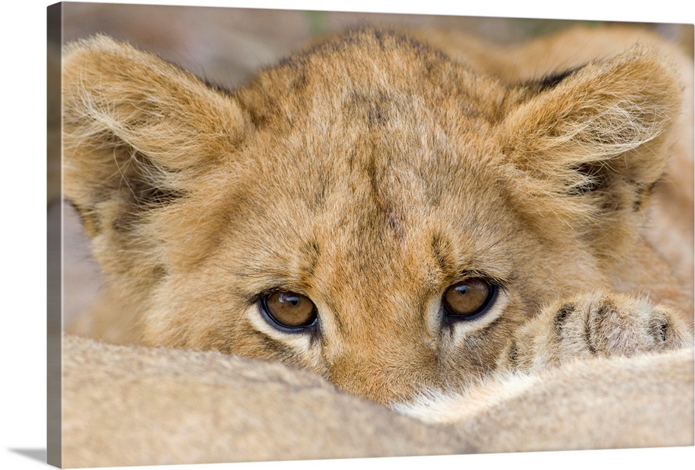 Lion Cub Face