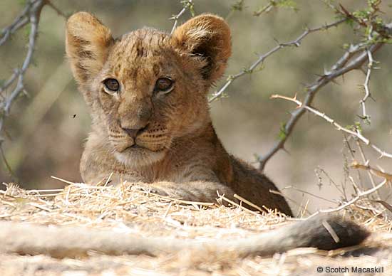 Lion Cub Face