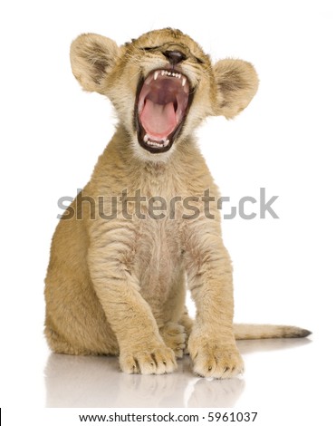 Lion Cub Face