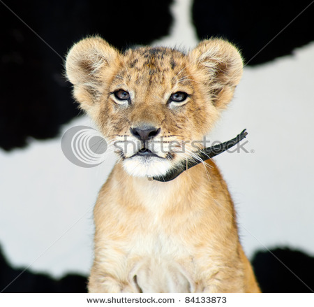 Lion Cub Face