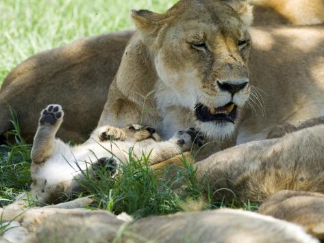 Lion Cub Face