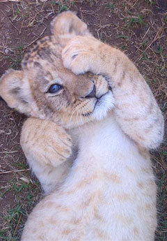 Lion Cub Face