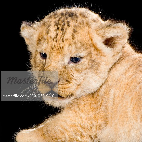 Lion Cub Face