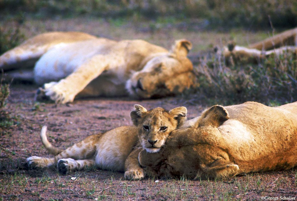 Lion Cubs For Sale In California