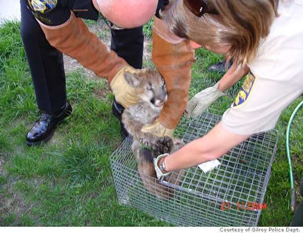 Lion Cubs For Sale In California