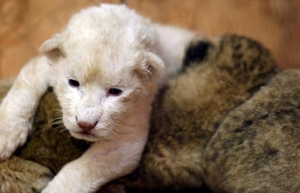 Lion Cubs For Sale Uk