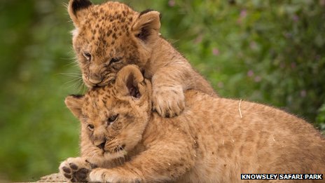 Lion Cubs For Sale Uk