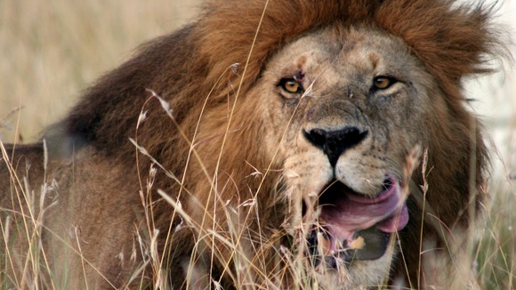 Lion In Essex Photograph