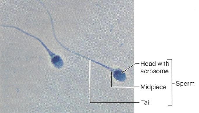 Spermatogenesis Is The Last Stage Of Meiosis