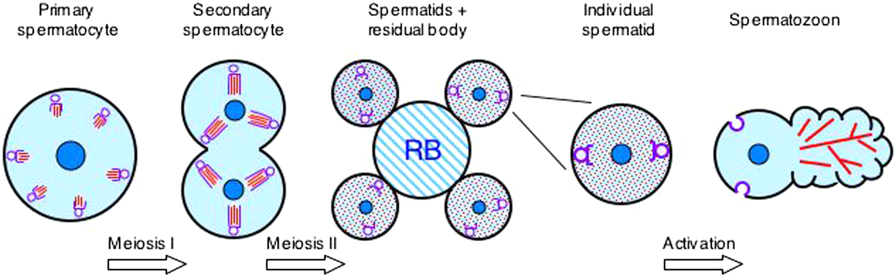 Spermatogenesis Is The Last Stage Of Meiosis