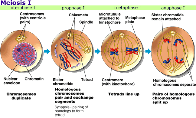 Stage Of Meiosis