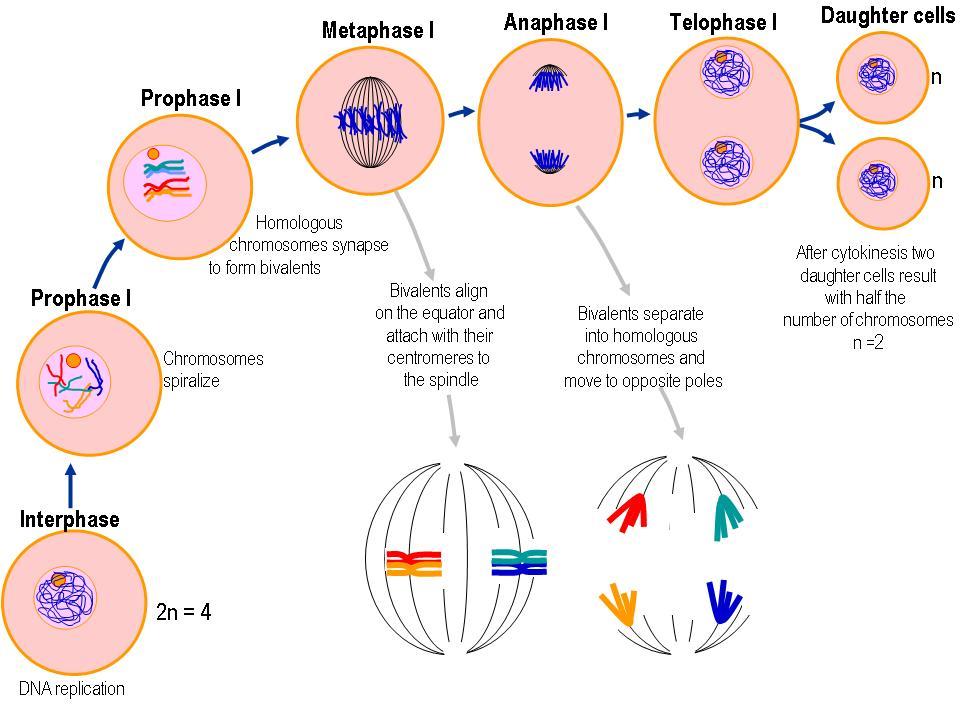 Stage Of Meiosis