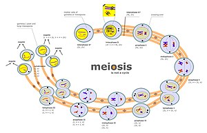 Stage Of Meiosis