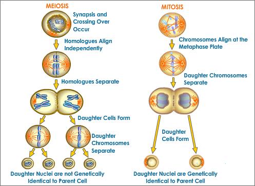 Stage Of Meiosis