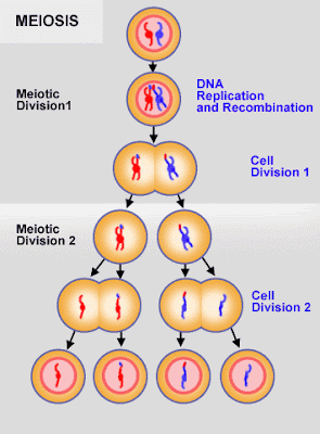 Stage Of Meiosis