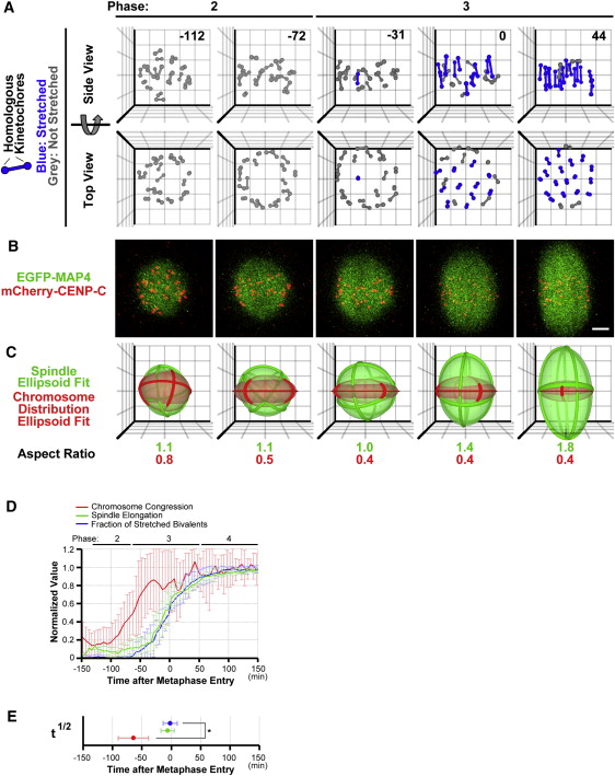 Stage Of Meiosis In Which Bivalents Become Aligned On The Metaphase Plate