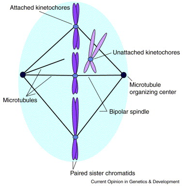 Stage Of Meiosis In Which Bivalents Become Aligned On The Metaphase Plate