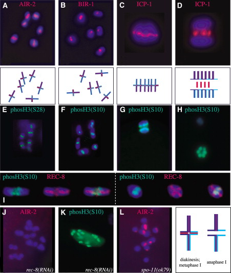 Stage Of Meiosis In Which Bivalents Become Aligned On The Metaphase Plate