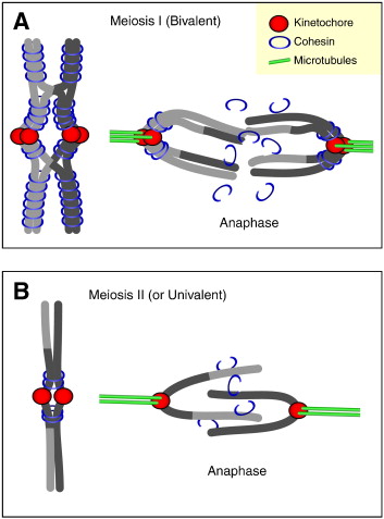 Stage Of Meiosis In Which Bivalents Become Aligned On The Metaphase Plate