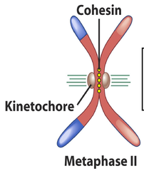 Stage Of Meiosis In Which Bivalents Become Aligned On The Metaphase Plate