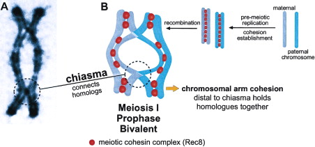 Stage Of Meiosis In Which Bivalents Become Aligned On The Metaphase Plate