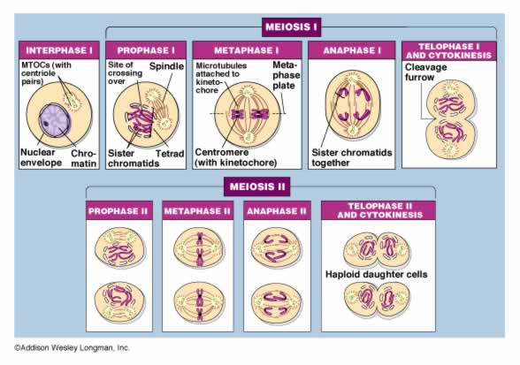 Stage Of Meiosis Where Cells Become Haploid