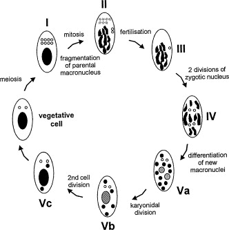 Stage Of Meiosis Where Cells Become Haploid