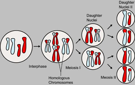 Stage Of Meiosis Where Cells Become Haploid