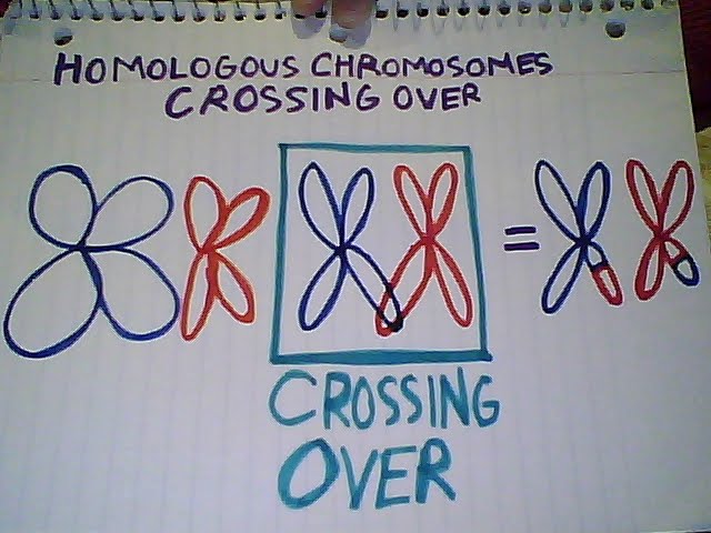 Stage Of Meiosis Where Crossing Over Occurs