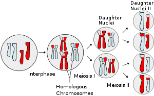 Stage Of Meiosis Where Crossing Over Occurs