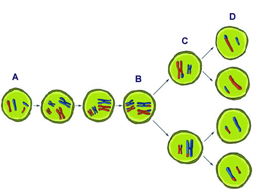 Stage Of Meiosis Where Crossing Over Occurs