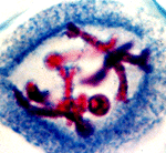 Stage Of Meiosis Where Crossing Over Occurs