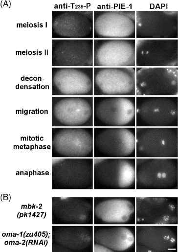 What Results From The First Stage Of Meiosis